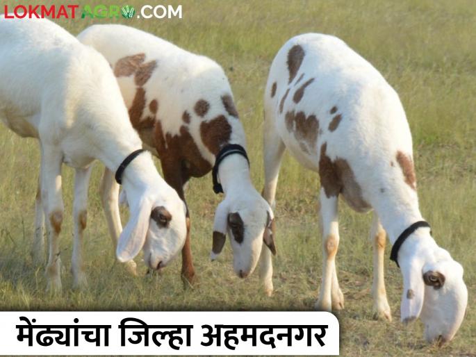 Wool Processing Research Center in Parner; Woolen products will be prepared | पारनेरमध्ये लोकर उत्पादने तयार होणार; लोकर प्रक्रिया संशोधन केंद्रास मान्यता Wool Processing Research Center in Parner; Woolen products will be prepared | पारनेरमध्ये लोकर उत्पादने तयार होणार; लोकर प्रक्रिया संशोधन केंद्रास मान्यता