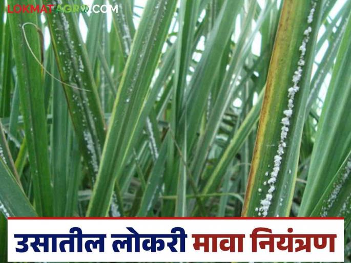 Lokari Mava : Follow these simple biological measures to control woolly aphids on sugarcane | Lokari Mava : उसावरील लोकरी मावा नियंत्रणासाठी करा हे सोपे जैविक उपाय Lokari Mava : Follow these simple biological measures to control woolly aphids on sugarcane | Lokari Mava : उसावरील लोकरी मावा नियंत्रणासाठी करा हे सोपे जैविक उपाय