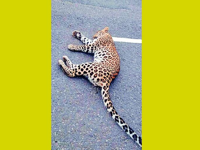 A leopard injured in a collision with a truck attacks a forest guard who went to the rescue | ट्रकच्या धडकेत जखमी बिबट्याचा रेस्क्युसाठी गेलेल्या वनरक्षकावर हल्ला A leopard injured in a collision with a truck attacks a forest guard who went to the rescue | ट्रकच्या धडकेत जखमी बिबट्याचा रेस्क्युसाठी गेलेल्या वनरक्षकावर हल्ला