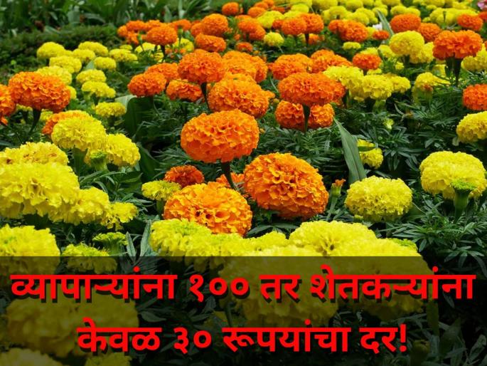 market yard maharashtra pune tagetes rate of marigolds flower incomming farmer and dealer | झेंडूची आवक वाढली! व्यापाऱ्यांना १०० तर शेतकऱ्यांना केवळ ३० रूपयांचा दर! market yard maharashtra pune tagetes rate of marigolds flower incomming farmer and dealer | झेंडूची आवक वाढली! व्यापाऱ्यांना १०० तर शेतकऱ्यांना केवळ ३० रूपयांचा दर!