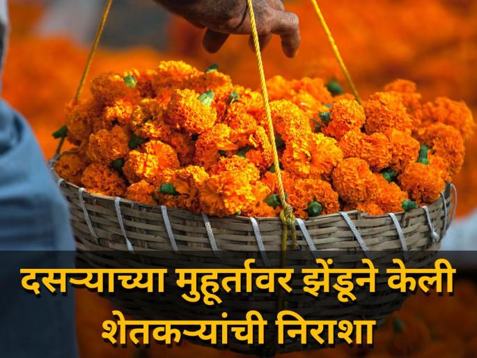 Disappointment of marigold producers farmer dasara market yard rate maharashtra | दसऱ्याच्या मुहूर्तावर झेंडू उत्पादकांची निराशा! जाणून घ्या बाजारातील दर Disappointment of marigold producers farmer dasara market yard rate maharashtra | दसऱ्याच्या मुहूर्तावर झेंडू उत्पादकांची निराशा! जाणून घ्या बाजारातील दर