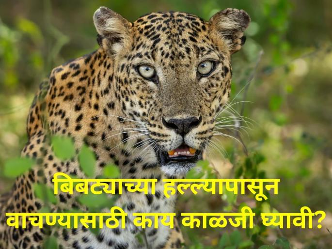 What precautions should be taken to avoid a leopard attack farmer | बिबट्याच्या हल्ल्यापासून वाचण्यासाठी काय काळजी घ्यावी? What precautions should be taken to avoid a leopard attack farmer | बिबट्याच्या हल्ल्यापासून वाचण्यासाठी काय काळजी घ्यावी?