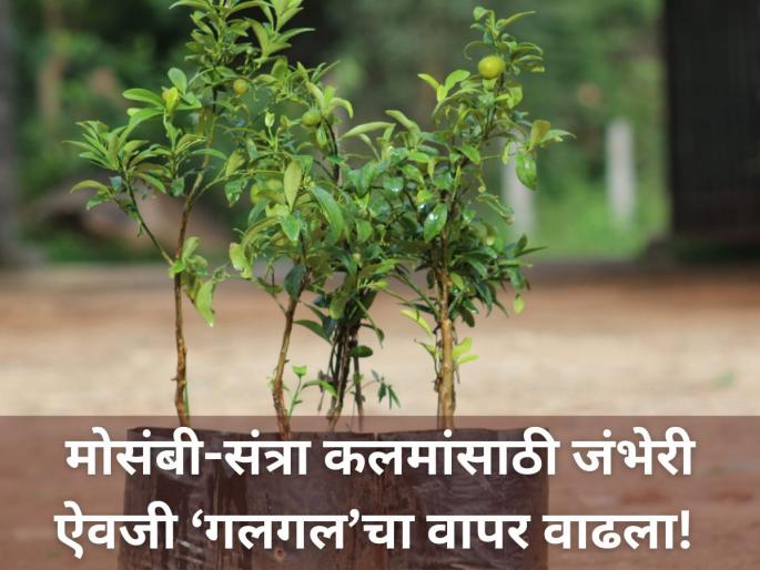Nursery technology expensive How will farmers get disease free plants of oranges and sweet lime | नर्सरी टेक्नाॅलाॅजी महागडी! शेतकऱ्यांना संत्रा, माेसंबीच्या राेगमुक्त कलमा मिळणार कशा? Nursery technology expensive How will farmers get disease free plants of oranges and sweet lime | नर्सरी टेक्नाॅलाॅजी महागडी! शेतकऱ्यांना संत्रा, माेसंबीच्या राेगमुक्त कलमा मिळणार कशा?