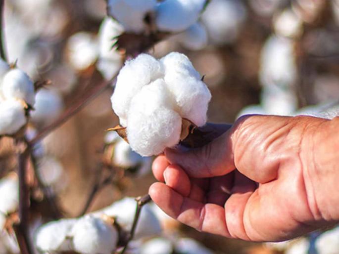 Prices increased when farmers had no cotton left, causing intense anger among farmers | शेतकऱ्यांकडे कापूस शिल्लक नसताना वाढवले भाव, शेतकऱ्यांमध्ये तीव्र संताप Prices increased when farmers had no cotton left, causing intense anger among farmers | शेतकऱ्यांकडे कापूस शिल्लक नसताना वाढवले भाव, शेतकऱ्यांमध्ये तीव्र संताप