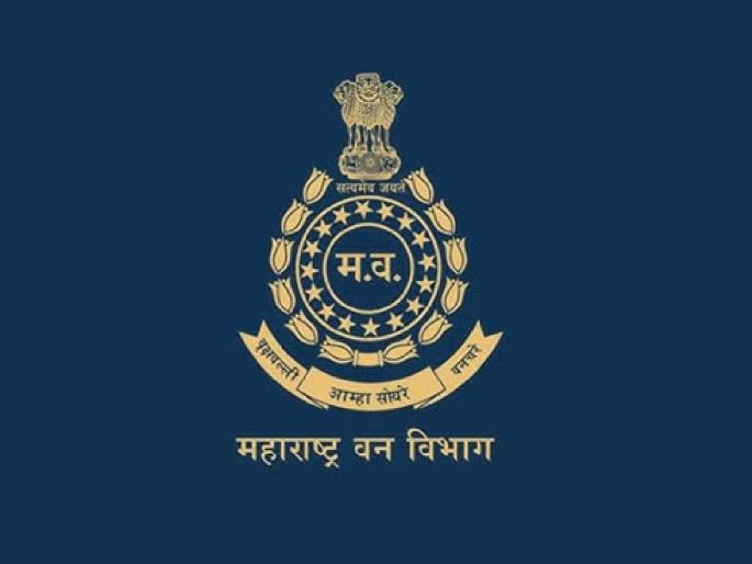 'SIT' formed to search for swallowed forest lands but the problem is not solved | गिळंकृत वन जमिनींचा शोध घेण्यासाठी 'एसआयटी' गठीत पण गुंता सुटेना