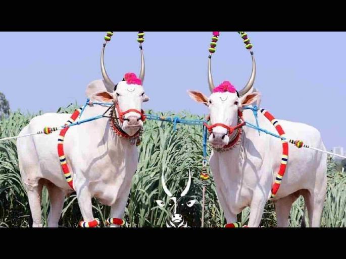 Bullock pairs become expensive on the eve of sowing season; Cattle market also increased by 10 percent | ऐन पेरणीच्या तोंडावर बैलजोडी महागली; गुरांचा बाजार देखील १० टक्क्यांनी वधारला Bullock pairs become expensive on the eve of sowing season; Cattle market also increased by 10 percent | ऐन पेरणीच्या तोंडावर बैलजोडी महागली; गुरांचा बाजार देखील १० टक्क्यांनी वधारला