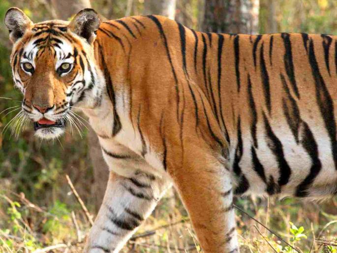 The tiger that killed two has been on the run for 12 days | दोघांचा बळी घेणाऱ्या वाघाची १२ दिवसांपासून हुलकावणी The tiger that killed two has been on the run for 12 days | दोघांचा बळी घेणाऱ्या वाघाची १२ दिवसांपासून हुलकावणी
