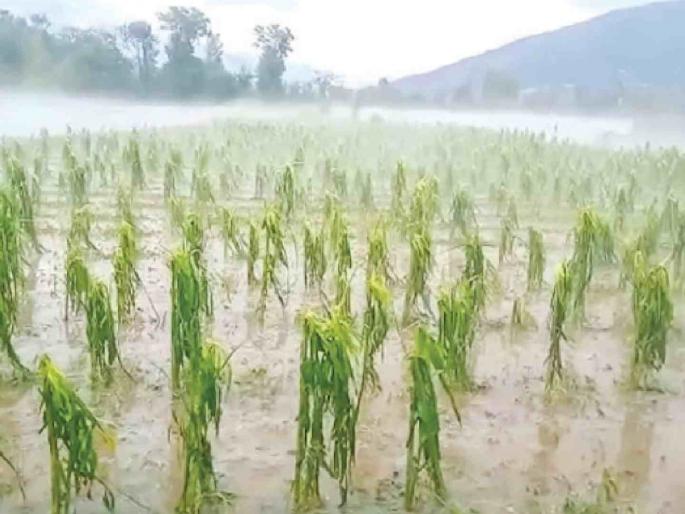 heavy rains cause major damage to crops farmers in crisis | संततधारेने पिकांना मोठा फटका; बळीराजा संकटात, अनेक जिल्ह्यांत मुसळधार पावसाची शक्यता heavy rains cause major damage to crops farmers in crisis | संततधारेने पिकांना मोठा फटका; बळीराजा संकटात, अनेक जिल्ह्यांत मुसळधार पावसाची शक्यता