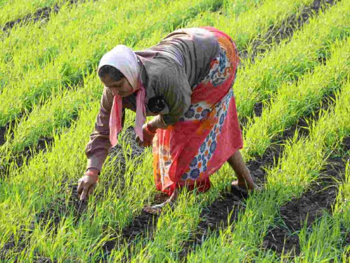 How did the paddy bonus come into the account of landless persons? | भूमिहीन व्यक्तींच्या खात्यात कशे आले धानाचे बोनस