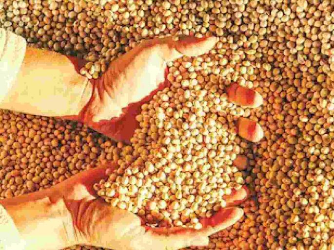Guaranteed price 4892 but 3800 rupees for farmers; Production costs are hard to come by | हमीभाव ४८९२ तरी शेतकऱ्यांच्या पदरी ३८०० रुपये; उत्पादन खर्च निघणे कठीण Guaranteed price 4892 but 3800 rupees for farmers; Production costs are hard to come by | हमीभाव ४८९२ तरी शेतकऱ्यांच्या पदरी ३८०० रुपये; उत्पादन खर्च निघणे कठीण