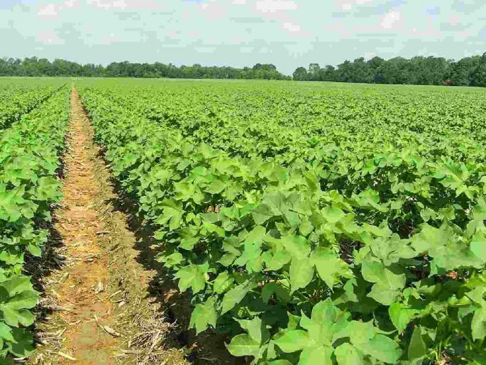 Disease on cotton, leaves turned yellow; A new crisis infront of the farmer | कपाशीवर रोग, पाने पिवळी पडली; शेतकऱ्यापुढे नवे संकट Disease on cotton, leaves turned yellow; A new crisis infront of the farmer | कपाशीवर रोग, पाने पिवळी पडली; शेतकऱ्यापुढे नवे संकट