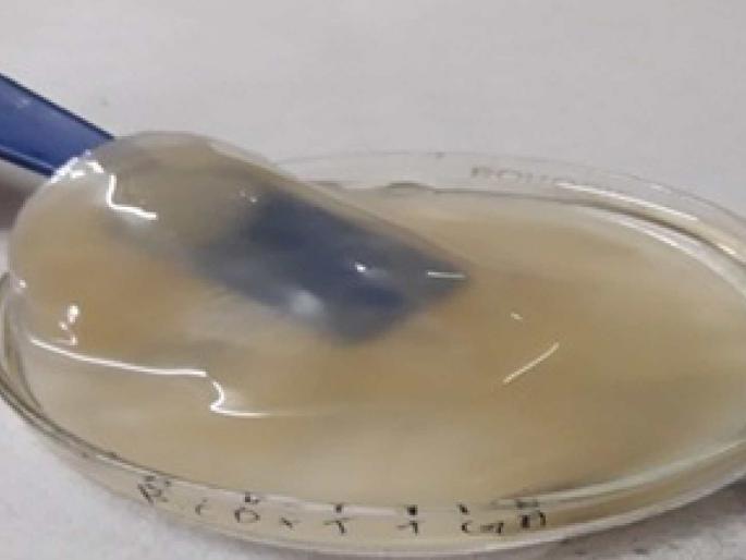 Forget dressing the wound, apply the artificial skin directly; Success to the researchers of Nagpur University | जखमेवर मलमपट्टी विसरा, थेट कृत्रिम त्वचाच लावा; नागपूर विद्यापीठाच्या संशोधकांना यश Forget dressing the wound, apply the artificial skin directly; Success to the researchers of Nagpur University | जखमेवर मलमपट्टी विसरा, थेट कृत्रिम त्वचाच लावा; नागपूर विद्यापीठाच्या संशोधकांना यश