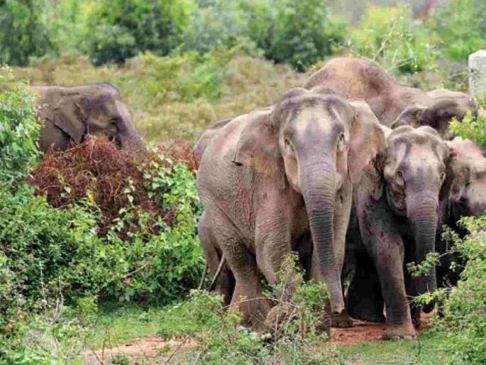 A selfie with an elephant turned out last; The laborer killed by an elephant | हत्तीसाेबत सेल्फीचा नाद बेतला जिवावर; मजुराला चिरडले A selfie with an elephant turned out last; The laborer killed by an elephant | हत्तीसाेबत सेल्फीचा नाद बेतला जिवावर; मजुराला चिरडले