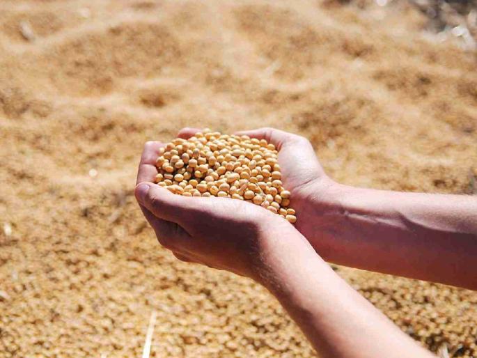 post-harvest damage to soybeans; 17 thousand complaints, 11 thousand pending | कापणीपश्चात सोयाबीनचे नुकसान; १७ हजार तक्रारी, ११ हजार प्रलंबित post-harvest damage to soybeans; 17 thousand complaints, 11 thousand pending | कापणीपश्चात सोयाबीनचे नुकसान; १७ हजार तक्रारी, ११ हजार प्रलंबित