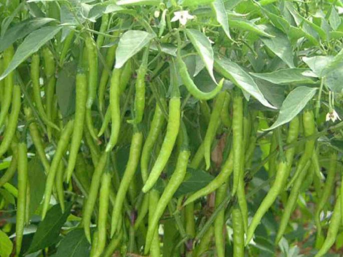 There is an increased trend towards chilli cultivation in the hope of cash income | नगदी उत्पन्नाच्या आशेने मिरची लागवडीकडे वाढला कल There is an increased trend towards chilli cultivation in the hope of cash income | नगदी उत्पन्नाच्या आशेने मिरची लागवडीकडे वाढला कल
