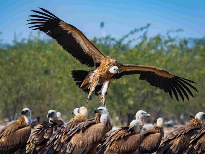 The vulture restaurant scheme is a disaster, vultures are becoming extinct | गिधाड उपहारगृह योजनेला घरघर, गिधाडे होताहेत नामशेष The vulture restaurant scheme is a disaster, vultures are becoming extinct | गिधाड उपहारगृह योजनेला घरघर, गिधाडे होताहेत नामशेष