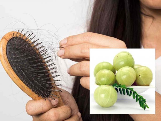 Strengthening amla for immunity; Amla is also effective against hair fall | रोगप्रतिकारकशक्तीसाठी बलवर्धक आवळा; केस गळतीवरही आवळा गुणकारी