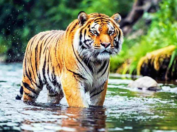 Anything for love! A tiger from Chandrapur reached Telangana for tigress | प्रेमासाठी काय पण ! चंद्रपूरमधील वाघ, वाघिणीसाठी पोहचला तेलंगणात Anything for love! A tiger from Chandrapur reached Telangana for tigress | प्रेमासाठी काय पण ! चंद्रपूरमधील वाघ, वाघिणीसाठी पोहचला तेलंगणात