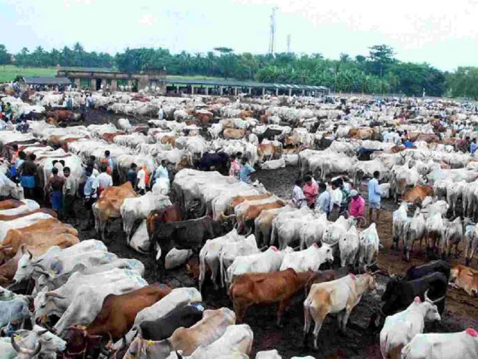 Sale of animals with fake guarantee, defrauding the government of 3.80 crores | बनावट हमीपत्राने जनावरांची विक्री, ३.८० कोटींनी शासनाची फसवणूक Sale of animals with fake guarantee, defrauding the government of 3.80 crores | बनावट हमीपत्राने जनावरांची विक्री, ३.८० कोटींनी शासनाची फसवणूक