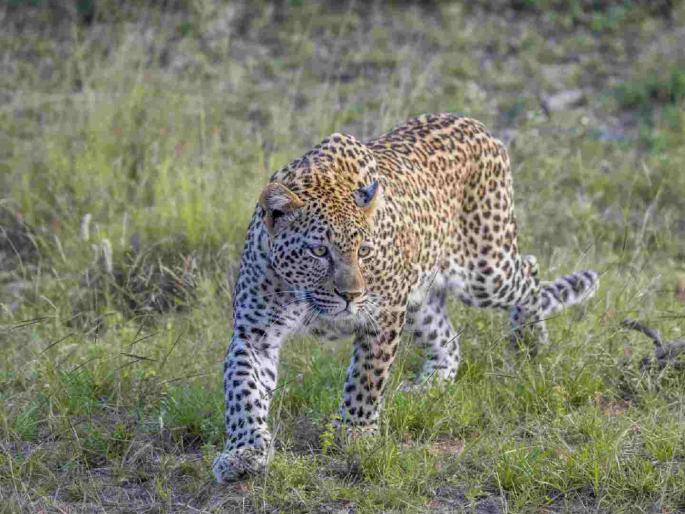 In case of death in a leopard attack, the family will get Rs. 25 lakh assistance | बिबट्याच्या हल्ल्यामध्ये मृत्यू झाल्यास परिवाराला मिळणार २५ लाख रुपये मदत In case of death in a leopard attack, the family will get Rs. 25 lakh assistance | बिबट्याच्या हल्ल्यामध्ये मृत्यू झाल्यास परिवाराला मिळणार २५ लाख रुपये मदत