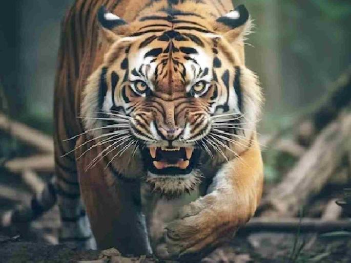 Woman killed in tiger attack; Incident in the Savali forest area of Chandrapur district | वाघाच्या हल्ल्यात महिला ठार; चंद्रपूर जिल्ह्याच्या सावली वनपरिक्षेत्रातील घटना Woman killed in tiger attack; Incident in the Savali forest area of Chandrapur district | वाघाच्या हल्ल्यात महिला ठार; चंद्रपूर जिल्ह्याच्या सावली वनपरिक्षेत्रातील घटना