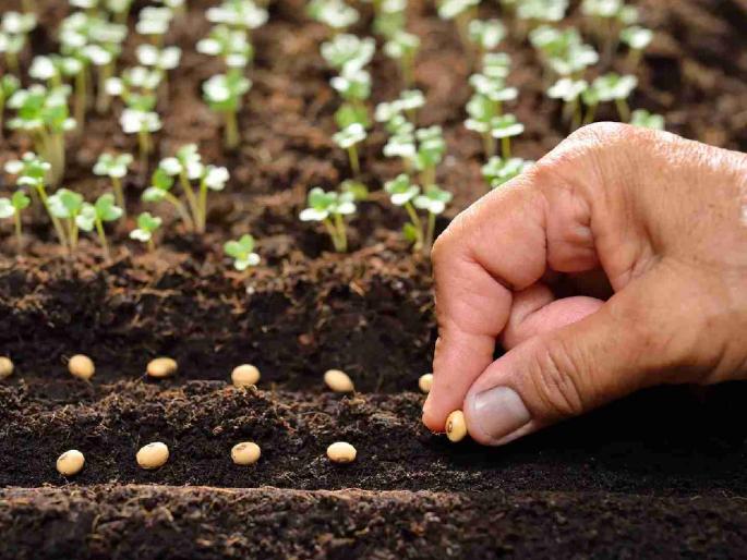 Rabi sowing percentage declined in Bhandara district; Planning of 1.50 lakh hectares | भंडारा जिल्ह्यात रब्बी पेरणीचा टक्का घसरला; १.५० लाख हेक्टरचे नियोजन Rabi sowing percentage declined in Bhandara district; Planning of 1.50 lakh hectares | भंडारा जिल्ह्यात रब्बी पेरणीचा टक्का घसरला; १.५० लाख हेक्टरचे नियोजन