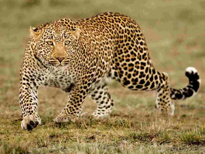Leopard attack, three-year-old boy dragged 50 meters | बिबट्याचा हल्ला, तीन वर्षांच्या चिमुकल्याला नेले ५० मीटर फरफटत