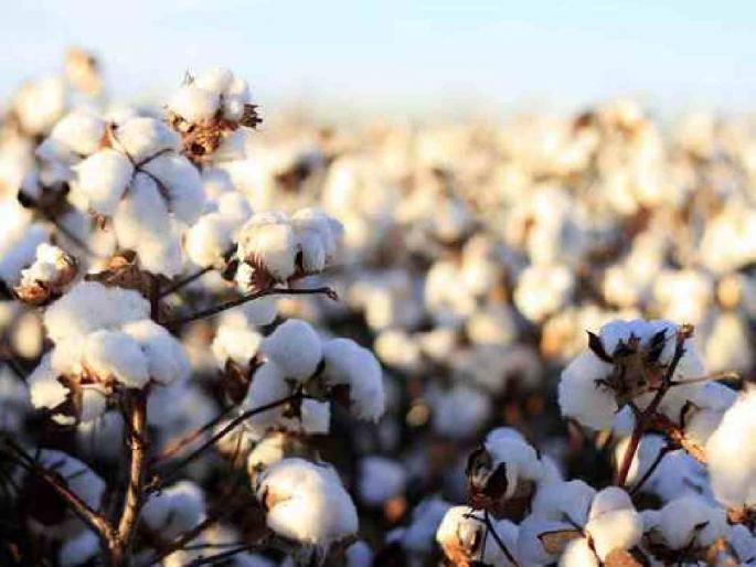 As there was no price for cotton, the inflow stopped in the private market | कापसाला भाव नसल्याने खासगी बाजारात आवक थांबली As there was no price for cotton, the inflow stopped in the private market | कापसाला भाव नसल्याने खासगी बाजारात आवक थांबली