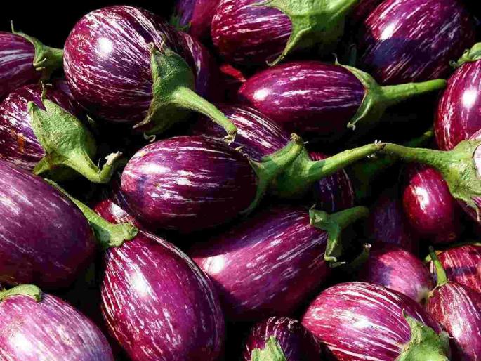 Big fall in the price of brinjals, per kg is getting only Rs 6-9 | वांग्यांच्या दरात मोठी घसरण, प्रति किलो मिळतोय फक्त ६-९ रुपयांचा दर Big fall in the price of brinjals, per kg is getting only Rs 6-9 | वांग्यांच्या दरात मोठी घसरण, प्रति किलो मिळतोय फक्त ६-९ रुपयांचा दर