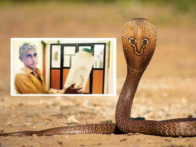 Snake friend bitten by snake; reached hospital with snake wrapped around his hand! | सर्पमित्रालाच सापाने केला दंश ; हाताला साप गुंडाळून गाठले रुग्णालय !