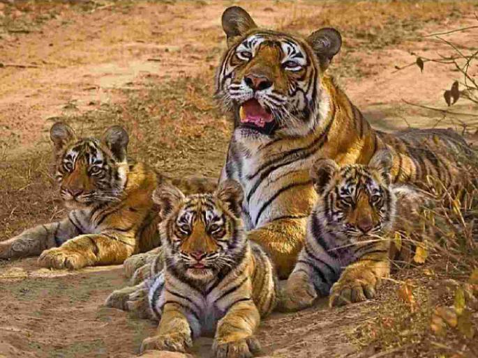 Three new guests arrived at Navegaon-Nagzira Tiger Reserve; NT-2 tigress gave birth to three cubs | नवेगाव-नागझिरा व्याघ्र प्रकल्पात आले तीन नवे पाहुणे; एनटी-२ वाघिणीने दिला तीन बछड्यांना जन्म Three new guests arrived at Navegaon-Nagzira Tiger Reserve; NT-2 tigress gave birth to three cubs | नवेगाव-नागझिरा व्याघ्र प्रकल्पात आले तीन नवे पाहुणे; एनटी-२ वाघिणीने दिला तीन बछड्यांना जन्म