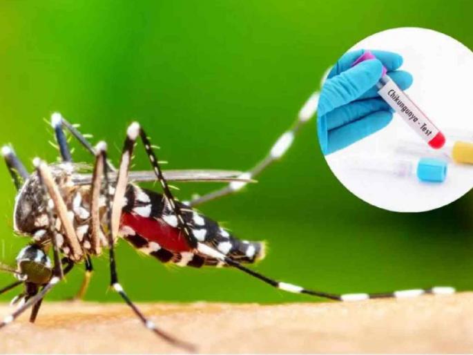 Chikungunya patients increase by 64 percent; Citizens need to be more careful | चिकुनगुनियाच्या रुग्णांत ६४ टक्क्यांनी वाढ; नागरिकांनी अधिक काळजी घेण्याची गरज Chikungunya patients increase by 64 percent; Citizens need to be more careful | चिकुनगुनियाच्या रुग्णांत ६४ टक्क्यांनी वाढ; नागरिकांनी अधिक काळजी घेण्याची गरज