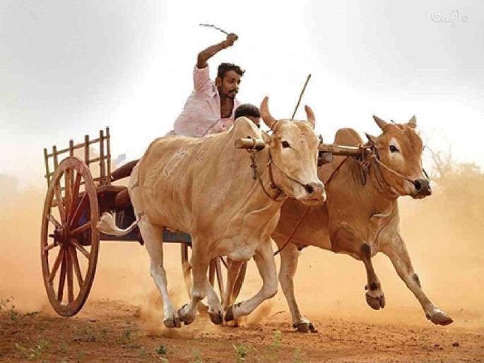 Shankarpat generates a turnover of lakhs in the rural economy | शंकरपटातून ग्रामीण अर्थव्यवस्थेत होते लाखोंची उलाढाल Shankarpat generates a turnover of lakhs in the rural economy | शंकरपटातून ग्रामीण अर्थव्यवस्थेत होते लाखोंची उलाढाल