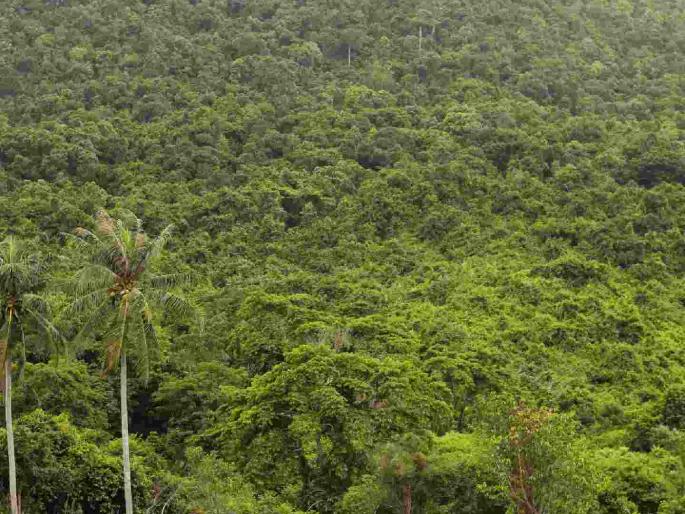 The forest area in the district is now only 69.49 percent; the forest area is decreasing rapidly. | जिल्ह्यात आता फक्त ६९.४९ टक्केच वनक्षेत्र; वनक्षेत्र झपाट्याने घटतेय The forest area in the district is now only 69.49 percent; the forest area is decreasing rapidly. | जिल्ह्यात आता फक्त ६९.४९ टक्केच वनक्षेत्र; वनक्षेत्र झपाट्याने घटतेय