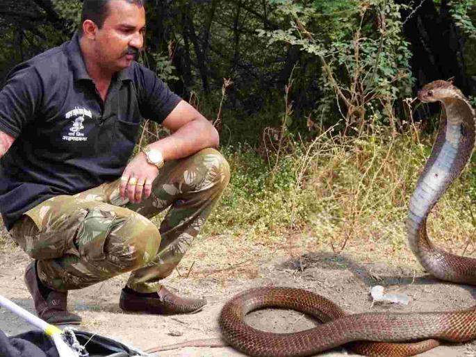 Do you have to pay to bring a snake charmer? | सर्पमित्राला बोलावण्यासाठी पैसे द्यावे लागतात का? Do you have to pay to bring a snake charmer? | सर्पमित्राला बोलावण्यासाठी पैसे द्यावे लागतात का?
