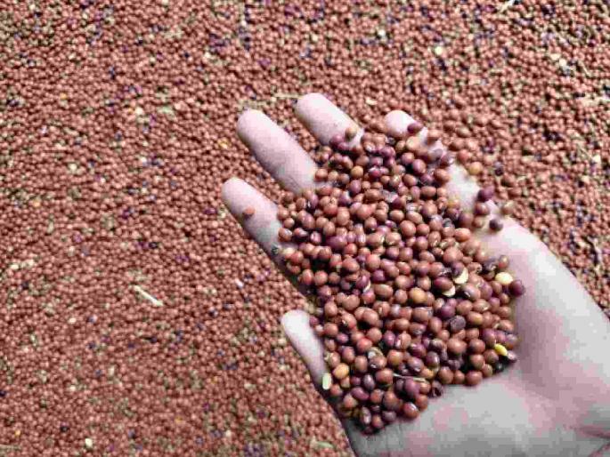 Tur prices drop by Rs 2,000; should farmers sell or keep them? | तुरीचे भाव दोन हजारांनी पडले; शेतकऱ्यांनी तूर विकायची की ठेवायची?