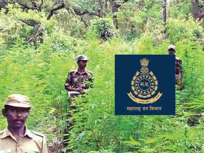 Defying government decision, ACF leaves headquarters and stays in Amravati | शासन निर्णयाला ठेंगा, मुख्यालय सोडून 'एसीएफ'चा अमरावतीत ठिय्या Defying government decision, ACF leaves headquarters and stays in Amravati | शासन निर्णयाला ठेंगा, मुख्यालय सोडून 'एसीएफ'चा अमरावतीत ठिय्या