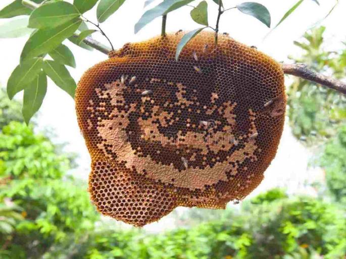 If you destroy a beehive, you will be imprisoned. | मधमाश्यांचे पोळे नष्ट कराल तर होईल तुरुंगवास If you destroy a beehive, you will be imprisoned. | मधमाश्यांचे पोळे नष्ट कराल तर होईल तुरुंगवास