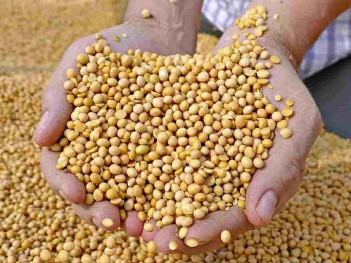 Soybean procurement extended till January 31; Relief for farmers | सोयाबीन खरेदीला ३१ जानेवारीपर्यंत मुदतवाढ; शेतकऱ्यांना दिलासा Soybean procurement extended till January 31; Relief for farmers | सोयाबीन खरेदीला ३१ जानेवारीपर्यंत मुदतवाढ; शेतकऱ्यांना दिलासा