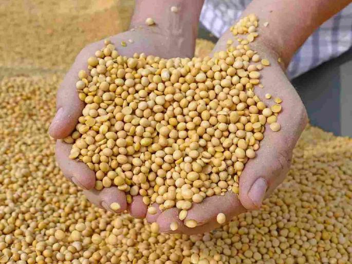 The portal is closed; How will soybeans be purchased? | पोर्टलच बंद; सोयाबीनची खरेदी होणार कशी? The portal is closed; How will soybeans be purchased? | पोर्टलच बंद; सोयाबीनची खरेदी होणार कशी?