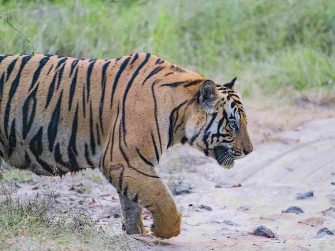 How was the tiger caught without permission? Were the conditions for catching the tiger followed? | परवानगीशिवाय वाघाला पकडले कसे? वाघाला पकडण्यासाठी अटींचे पालन झाले का? How was the tiger caught without permission? Were the conditions for catching the tiger followed? | परवानगीशिवाय वाघाला पकडले कसे? वाघाला पकडण्यासाठी अटींचे पालन झाले का?