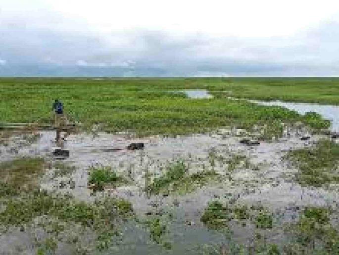 Dam's storage water level rises; farmers in Bapera appeals for help | धरणाच्या साठवणूक पाण्यात वाढ; मदतीसाठी बपेऱ्यातील बळीराजाचा टाहो