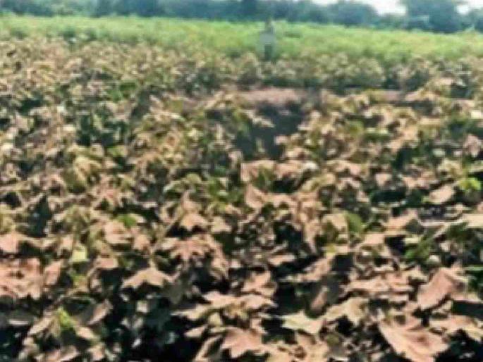 The work of the railway line has caused the price of crops in the fields to zero | रेल्वे मार्गाच्या कामकाजाने शेतातील पीक मातीमोल The work of the railway line has caused the price of crops in the fields to zero | रेल्वे मार्गाच्या कामकाजाने शेतातील पीक मातीमोल