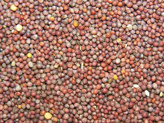 New Turi price hiked for the first time; Price increased by 1,000 in eight days | नवीन तुरीच्या दरात पहिल्यांदा वाढ; आठ दिवसांत भाव एक हजाराने वाढले New Turi price hiked for the first time; Price increased by 1,000 in eight days | नवीन तुरीच्या दरात पहिल्यांदा वाढ; आठ दिवसांत भाव एक हजाराने वाढले