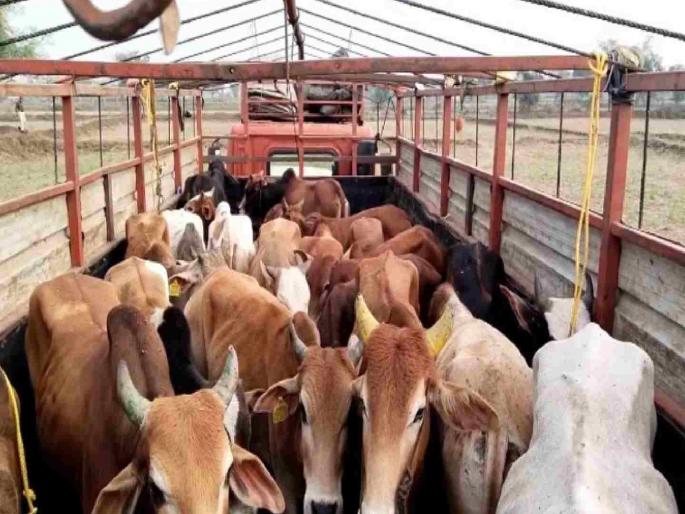 Cattle smuggling is a big business; Cattle are smuggled by stealing them from villages. | गोवंश तस्करीचा गोरखधंदा ; खेडेगावातून गोवंश चोरी करून केली जाते तस्करी Cattle smuggling is a big business; Cattle are smuggled by stealing them from villages. | गोवंश तस्करीचा गोरखधंदा ; खेडेगावातून गोवंश चोरी करून केली जाते तस्करी