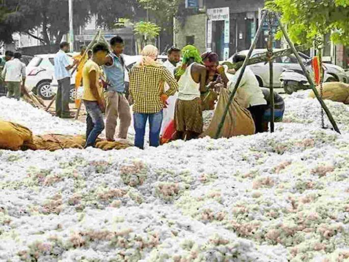Cotton prices are higher at CCI than at private, but why is there a lower trend towards CCI? | कापसाचे दर खासगीच्या तुलनेत सीसीआयकडून अधिक, तरी सीसीआयकडे कल कमी का? Cotton prices are higher at CCI than at private, but why is there a lower trend towards CCI? | कापसाचे दर खासगीच्या तुलनेत सीसीआयकडून अधिक, तरी सीसीआयकडे कल कमी का?
