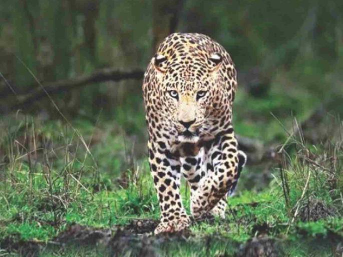 Terror of 4,800 leopards in Maharashtra; 500 leopards added in two years | महाराष्ट्रात ४,८०० बिबट्यांची दहशत; दोन वर्षात ५०० बिबट्यांची भर