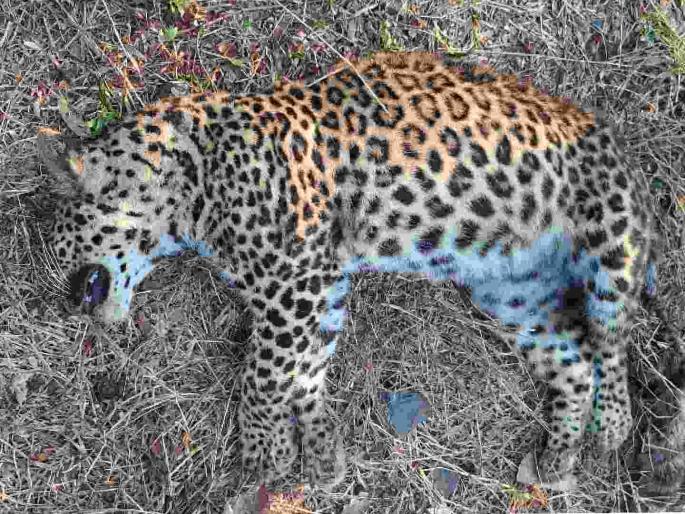 Leopard killed in train collision; increase in incidents of wildlife being killed in train collisions | रेल्वेच्या गाडीच्या धडकेत बिबट ठार ; गाडीच्या धडकेत वन्यप्राणी ठार होण्याच्या घटनांमध्ये वाढ Leopard killed in train collision; increase in incidents of wildlife being killed in train collisions | रेल्वेच्या गाडीच्या धडकेत बिबट ठार ; गाडीच्या धडकेत वन्यप्राणी ठार होण्याच्या घटनांमध्ये वाढ