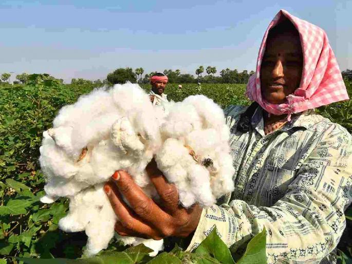 White gold at home! Farmers are waiting for price hike; Farmers are in enough financial trouble | पांढरं सोनं घरातच ! शेतकऱ्यांना दरवाढीची प्रतीक्षा; शेतकऱ्यांची झालीय पुरती आर्थिक कोंडी White gold at home! Farmers are waiting for price hike; Farmers are in enough financial trouble | पांढरं सोनं घरातच ! शेतकऱ्यांना दरवाढीची प्रतीक्षा; शेतकऱ्यांची झालीय पुरती आर्थिक कोंडी