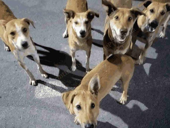 Curb stray dogs in the city? Threat to the lives of common people | शहरातील भटक्या श्वानांना आवरा? सर्वसामान्यांच्या जिवाला धोका Curb stray dogs in the city? Threat to the lives of common people | शहरातील भटक्या श्वानांना आवरा? सर्वसामान्यांच्या जिवाला धोका